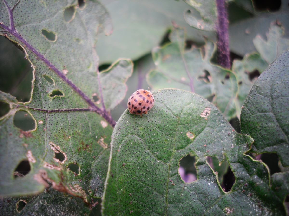有几种吃蔬菜的瓢虫,所有瓢虫都吃什么蔬菜