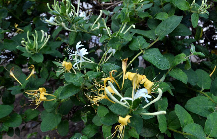金银花一蒂二花,状如雄雌相伴,又似鸳鸯对舞,故有鸳鸯藤之称