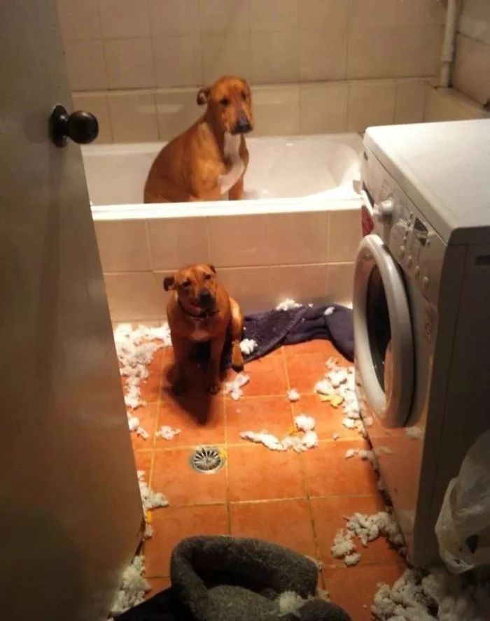 狗狗搞破坏是给主人引起注意吗,怎么阻止狗狗在家搞破坏