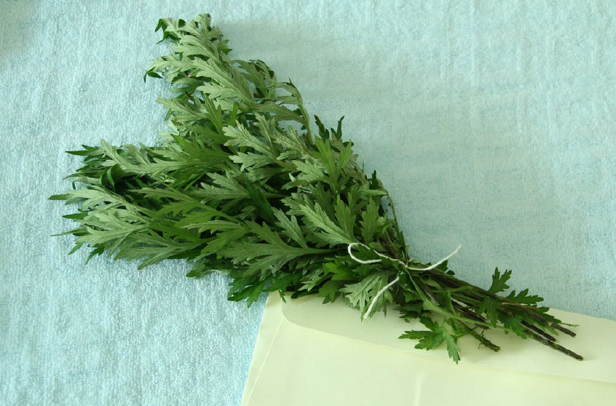 艾蒿放枕头里有什么作用,艾蒿叶装枕头有什么功效