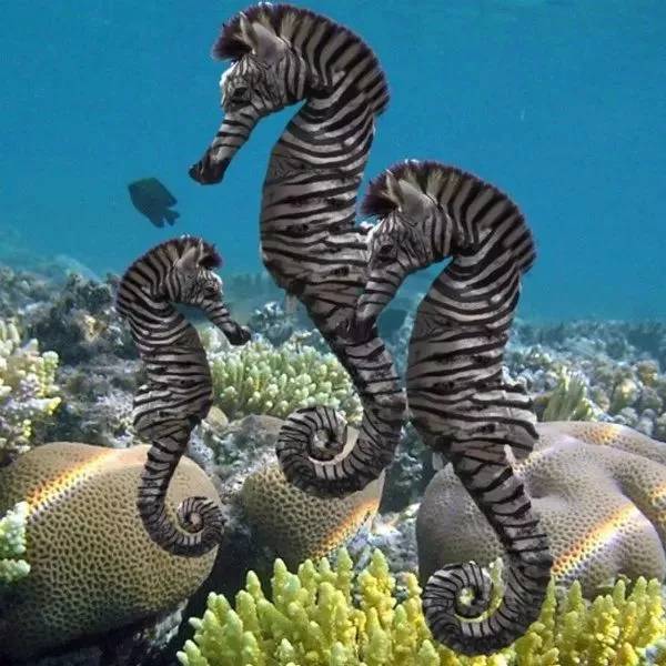 海马有多少种,海马哪种种类比较好