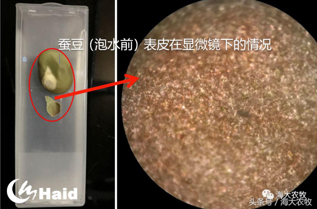 靠吃蚕豆吃出超高鱼价，这条鱼古法养殖名震全国