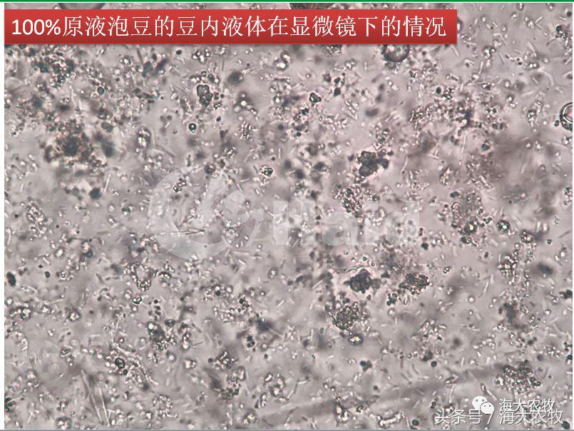 靠吃蚕豆吃出超高鱼价，这条鱼古法养殖名震全国