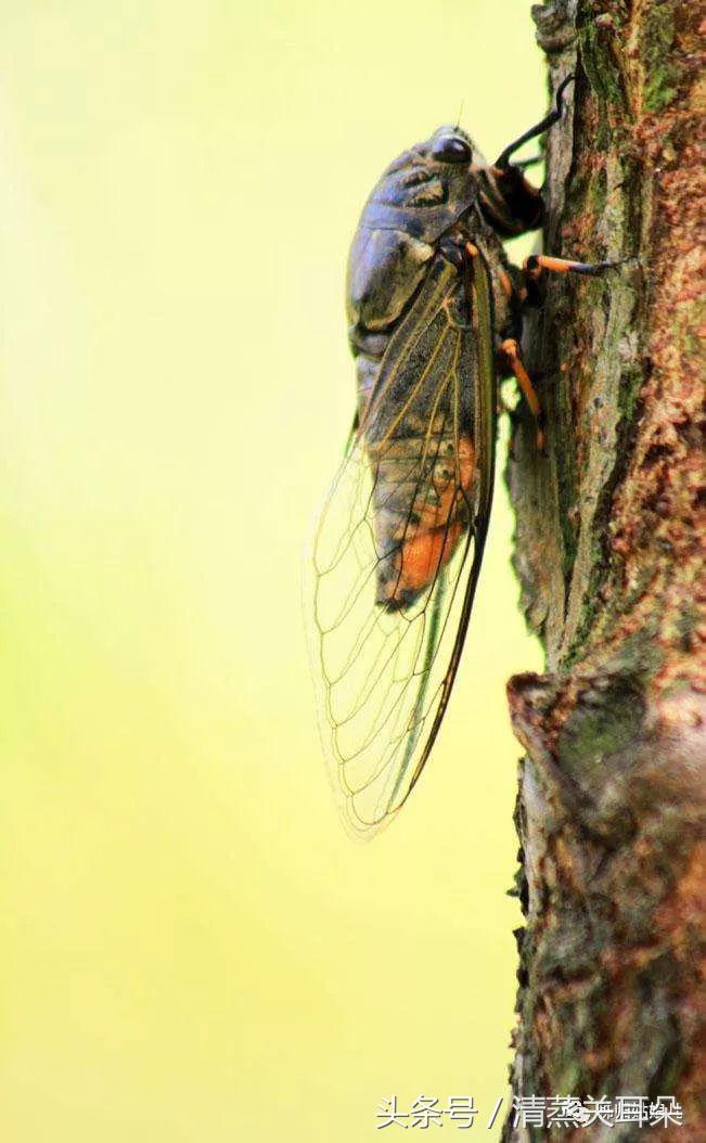 夏日傍晚，伴着蛙叫我在大树下乘凉、数星星……