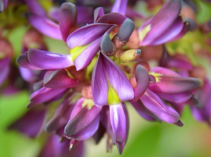 豆科鸡血藤属植物,鸡血藤是植物吗
