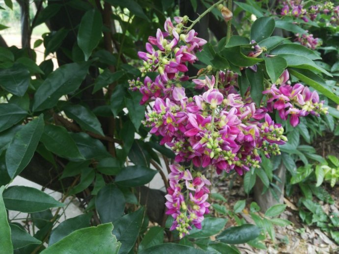 豆科鸡血藤属植物,鸡血藤是植物吗