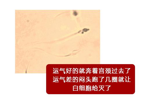 一直以为自己是跑得最快的那颗精子,原来并不是……