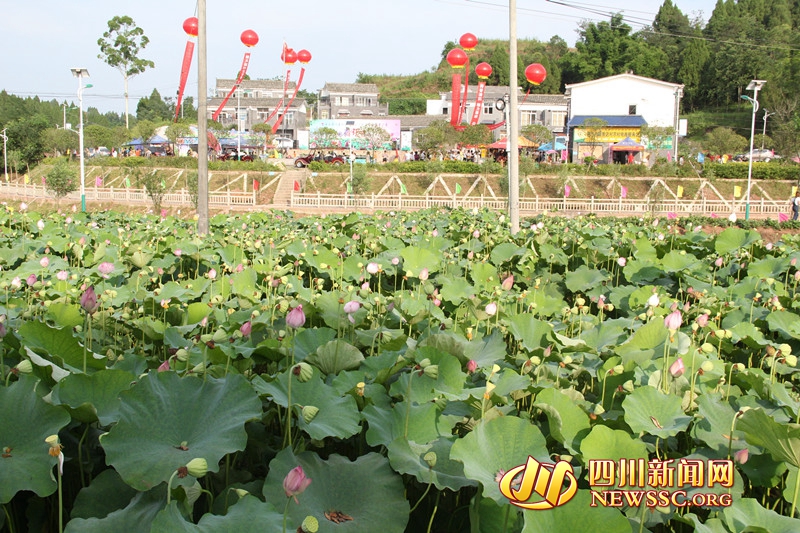 “荷香清韵魅力瞿家”广安岳池县第二届荷花节开幕