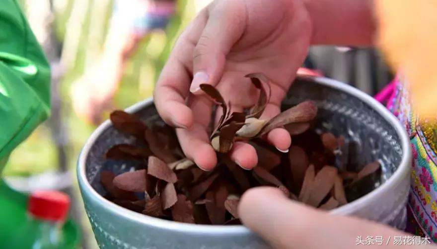 濒临灭绝的珍稀植物,世界珍稀濒危植物三大旗舰种