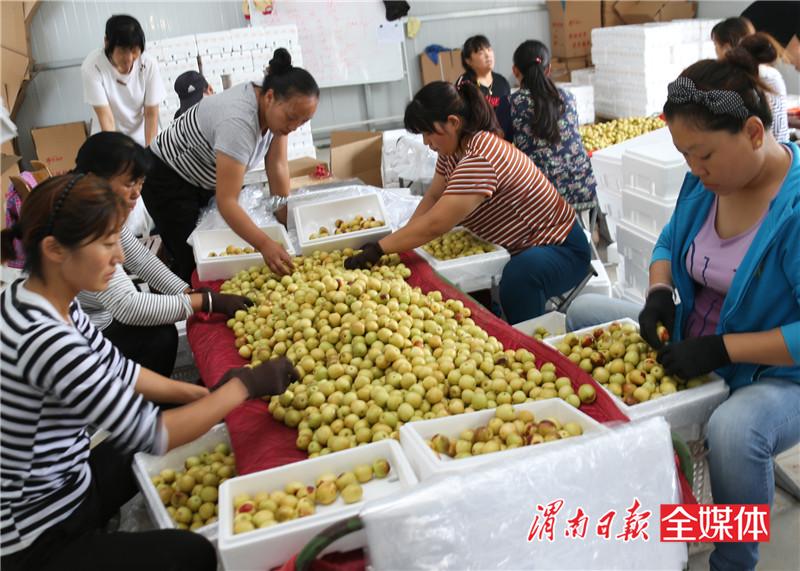 日销冬枣240吨！冬枣之乡大荔安仁电商生意火