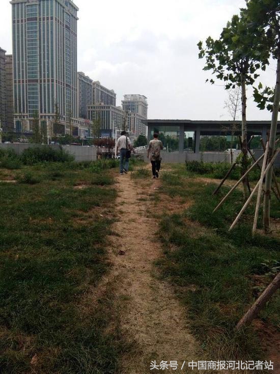 草坪被踩出了一条小土路,草坪被踩出一条路该怎么处理