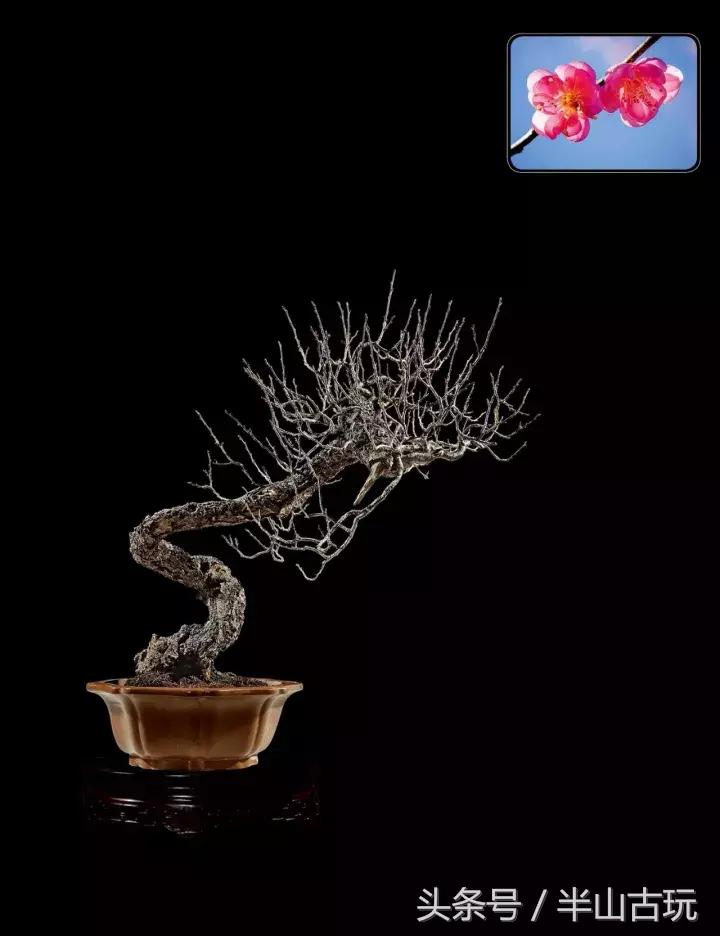 花卉盆景拍卖 (园林盆景拍卖)