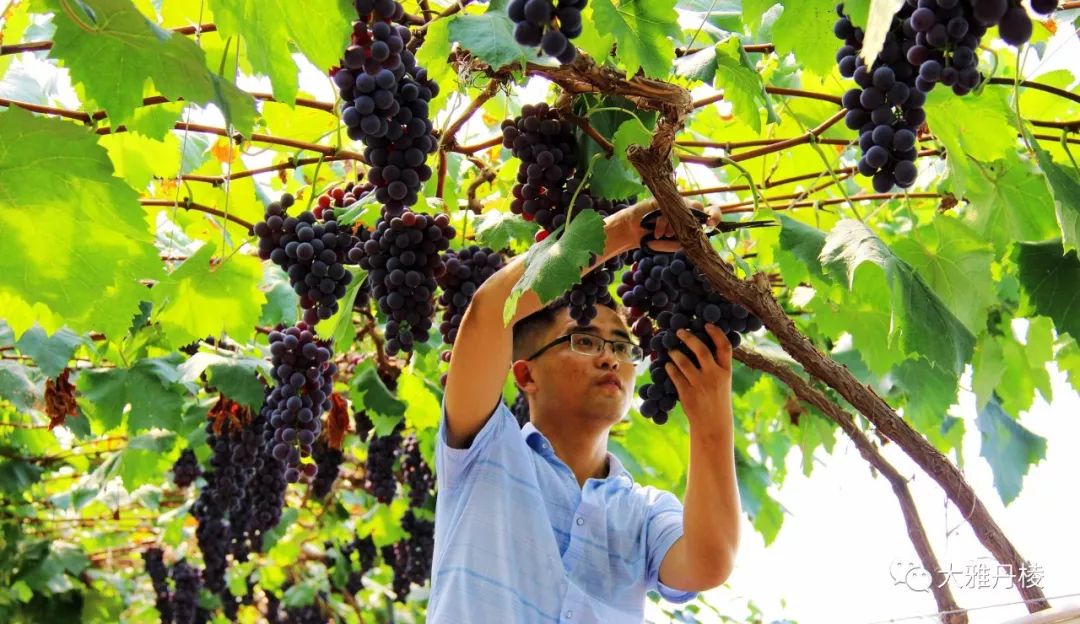 时下最火水果上线，从舌尖到心间的清甜，只等你来丹棱赴这场紫色约会！