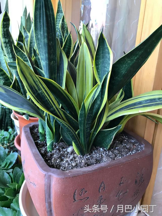 虎皮兰只长高不发芽怎么办,虎皮兰长得又细又高怎么办