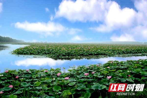 湖南赏荷,夏日赏荷好推荐打卡地