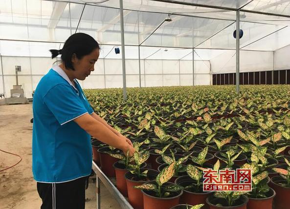 「乡村振兴巾帼行动」莆田张谋婧：因水晶泥滞销与花结缘小门店跃升为公司