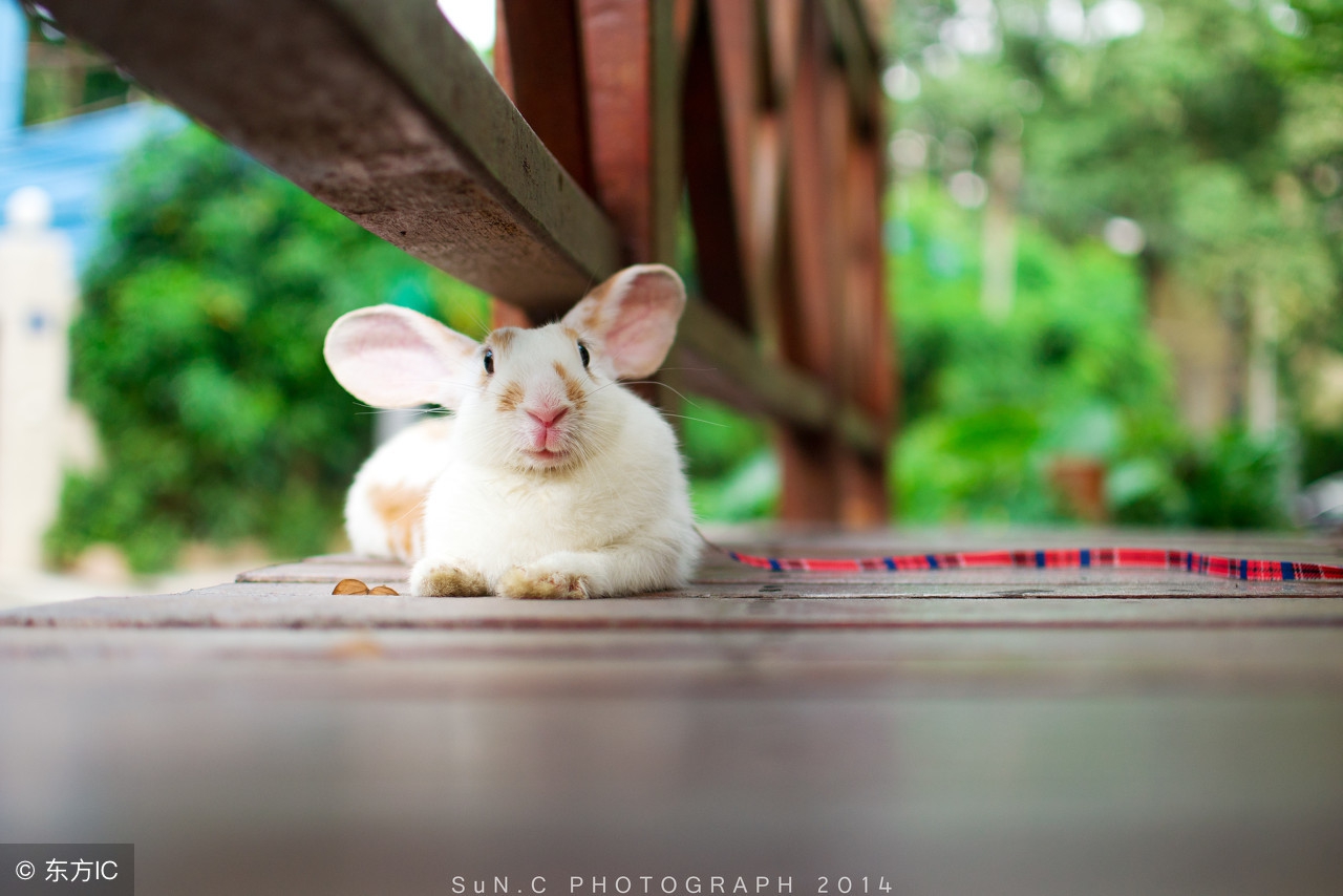 后福不错的生肖,生肖兔早年穷中年富晚年富