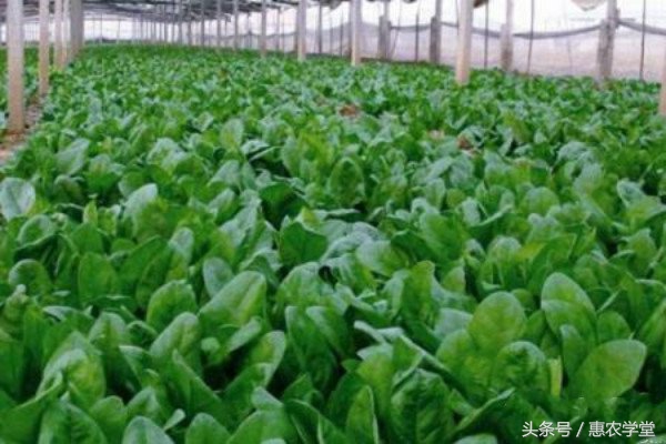 菠菜病害防治方法,菠菜什么病害可以用代森锰锌