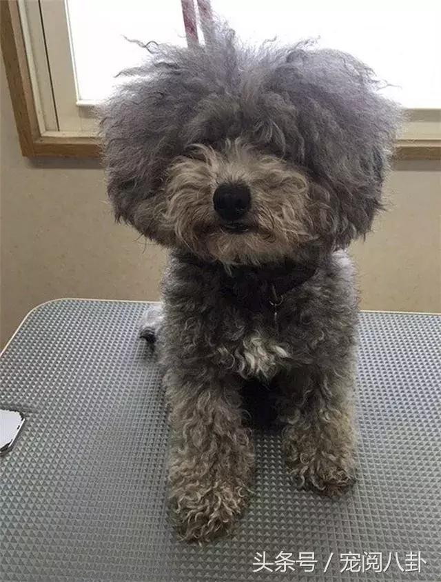 你这个*子骗**狗，明明长得这么好看……