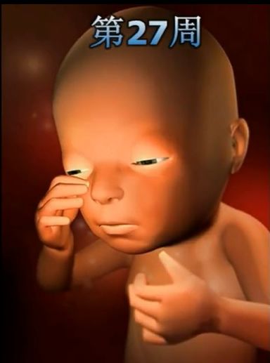 胎儿发育震撼照片,最全胎儿发育图