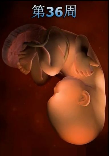 胎儿发育震撼照片,最全胎儿发育图