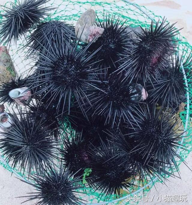 马尔代夫水清沙白,东莞绝美海岛