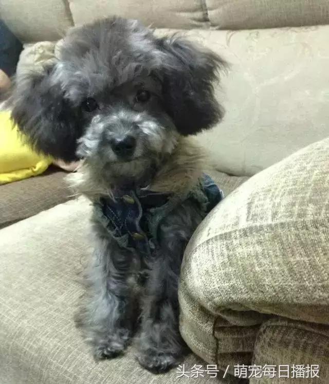 捡了一只黑色泰迪找不到主人,捡回家一只泰迪