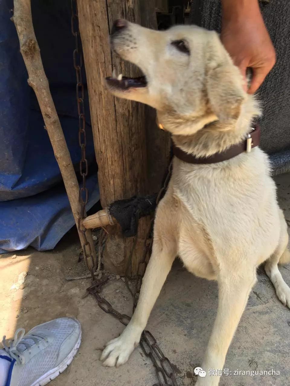 秦岭大熊猫犬瘟热事件,犬瘟热危险期