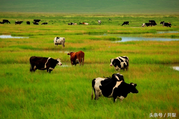 牛羊血吸虫病防治,多雨季节养羊防羊瘟
