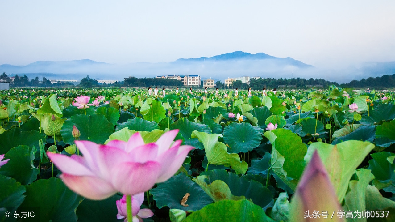 咏荷诗词精选,古今咏荷的诗或词