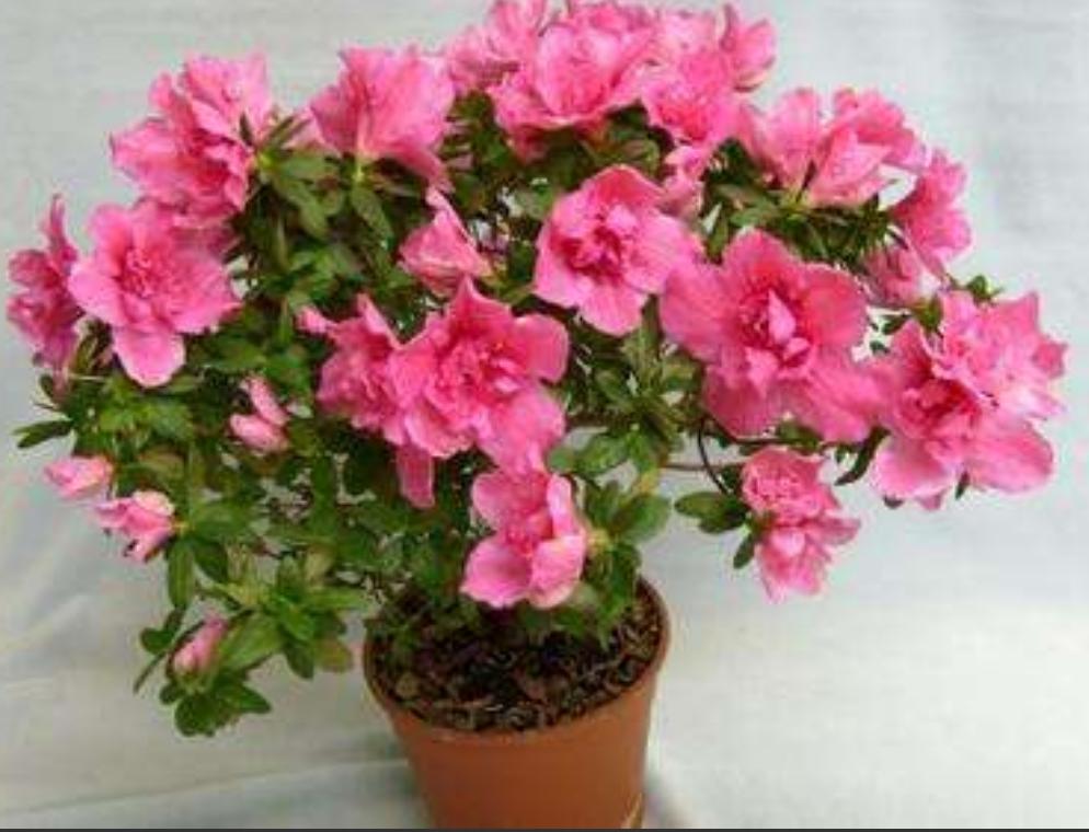 夏季杜鹃花叶子发白是什么原因,杜鹃花叶片发黑焦枯怎么办