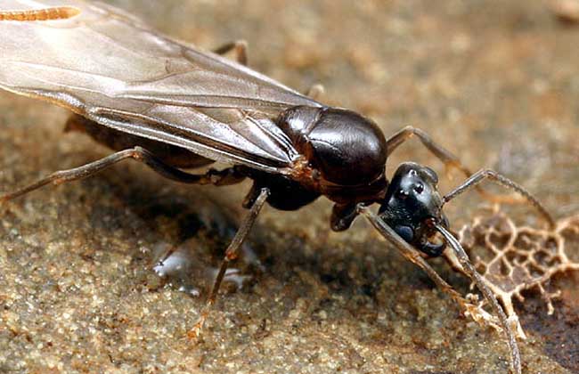 蚂蚁才是地球上进化最完美的生物,蚂蚁是人类进化的最高阶梯吗