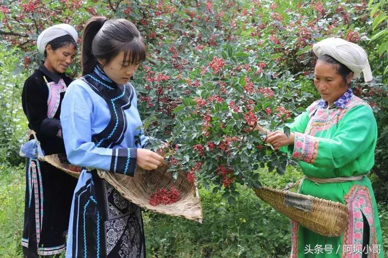 相约盛夏七月，康养汶川的李子熟了！花椒红了！