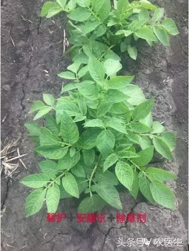 马铃薯机械种植中的除草问题,马铃薯除草的最佳方案