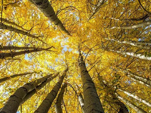 中国四川旅游看世界级的美景和可爱大熊猫,品尝当地火辣的美食!