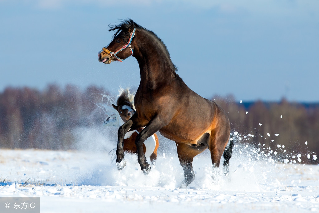 生肖马农历7月22日出生的人运势,属马2022农历七月运势如何看吉凶