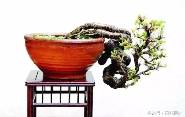 金雀南雀和北雀区别,金雀品种是南雀好还是北雀好