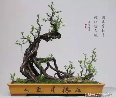 金雀南雀和北雀区别,金雀品种是南雀好还是北雀好