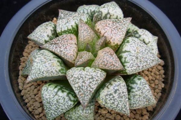 多肉白银寿,多肉银赫怎么养护