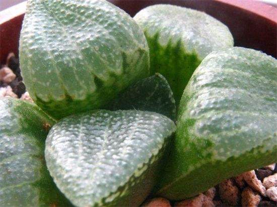 白银寿多肉的养殖方法,白银寿徒长叶子可以掰吗