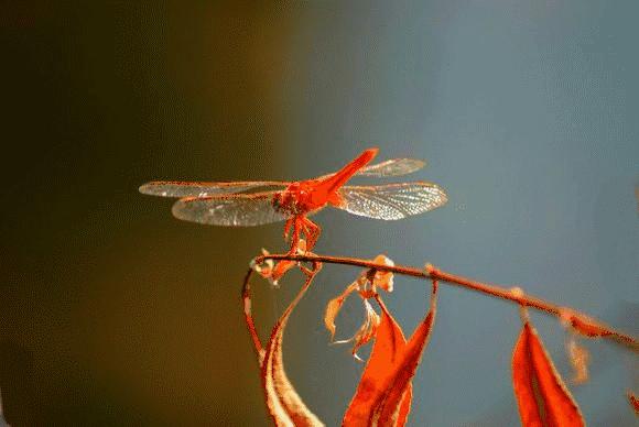 夏天雨后蜻蜓,夏天下雨蜻蜓飞得很低
