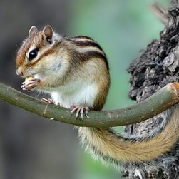 松鼠抓到了怎样处理,松鼠缉毒什么原理