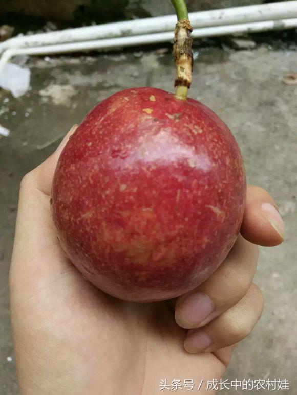 百香果里含什么营养的东西,百香果营养素