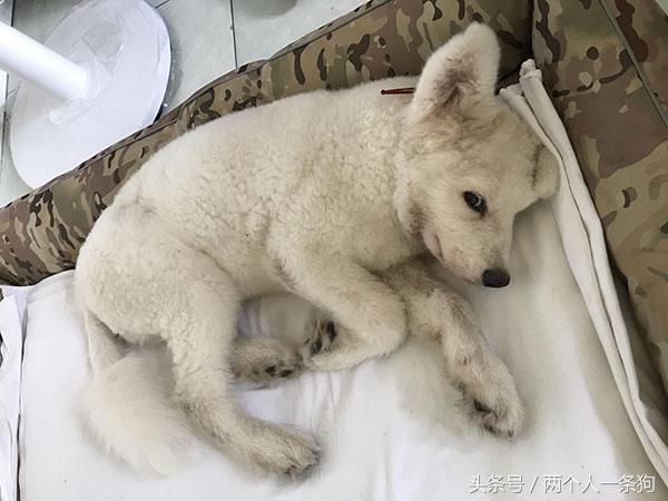 狗过量吃盐,狗摄入多少杏仁有危险