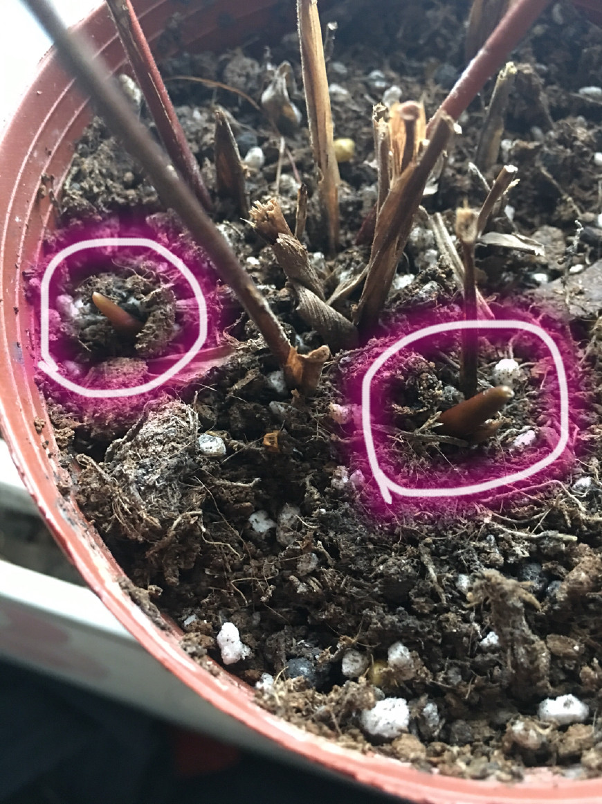 如何救活花花草草,如何挽救快干死的植物