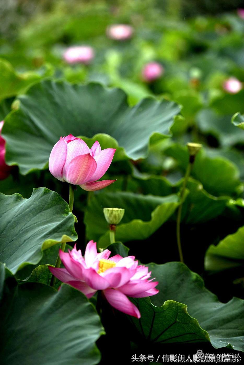 夏荷晕倒在海教官怀里,夏荷最美的十首诗