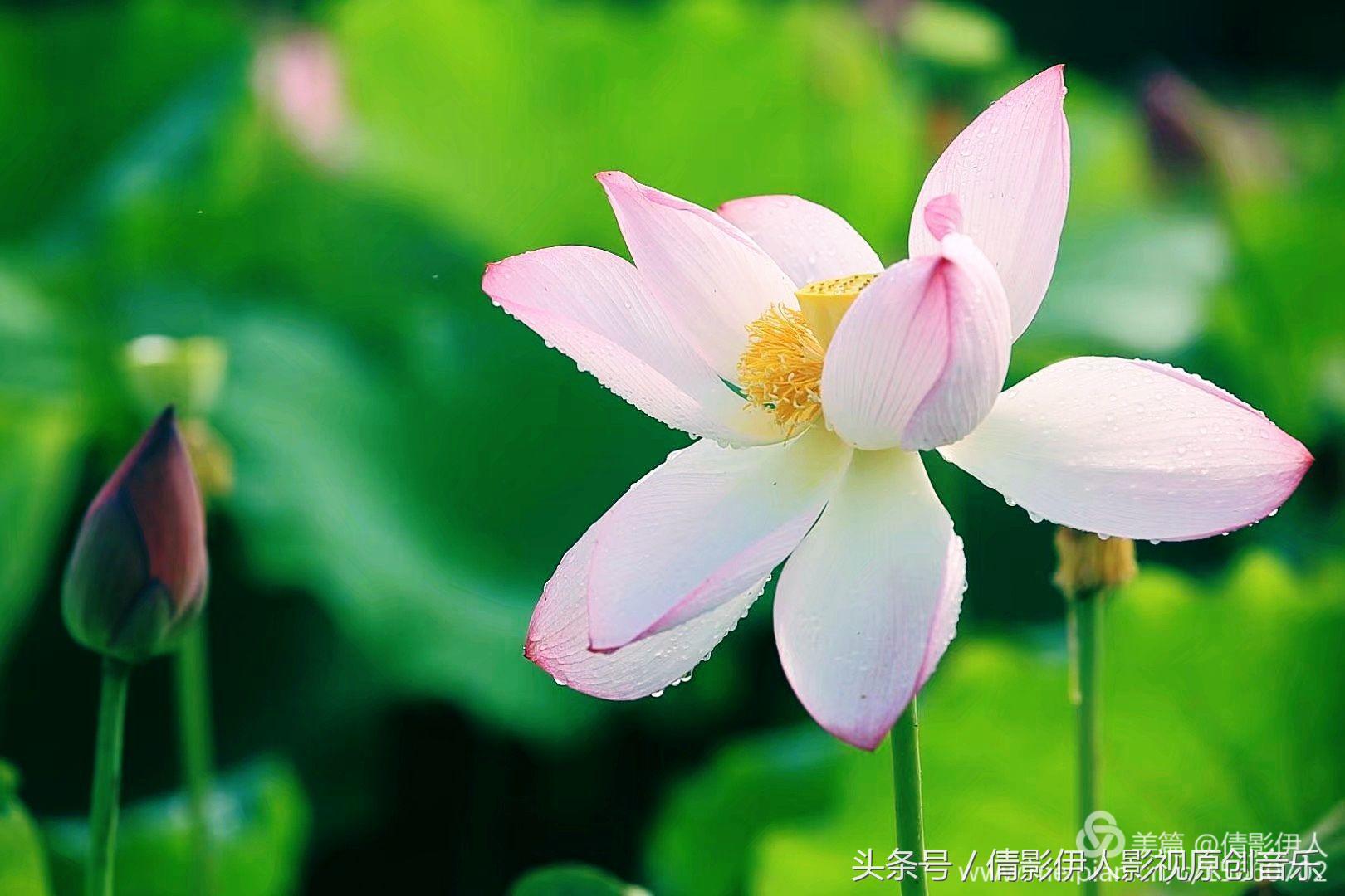 夏荷晕倒在海教官怀里,夏荷最美的十首诗