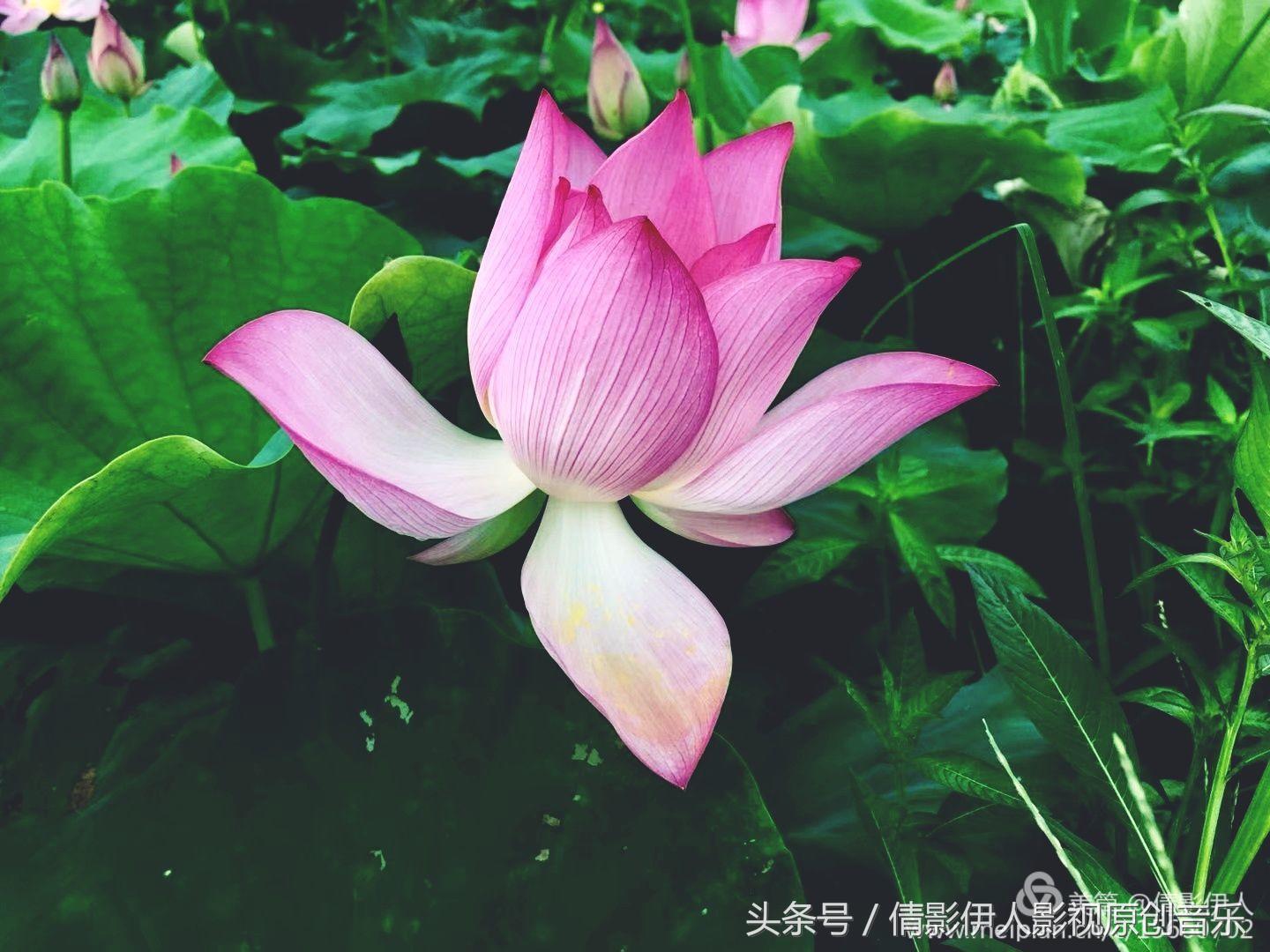 荷花之歌,立夏荷花音乐