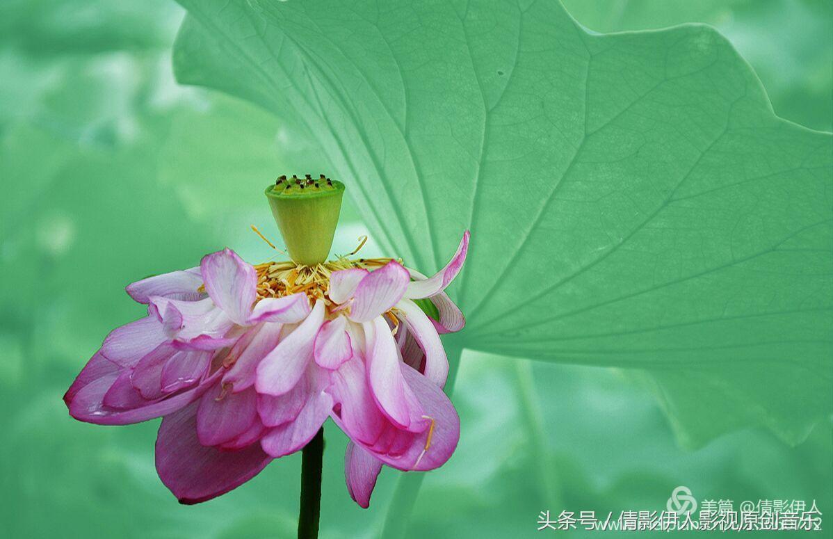 荷花之歌,立夏荷花音乐