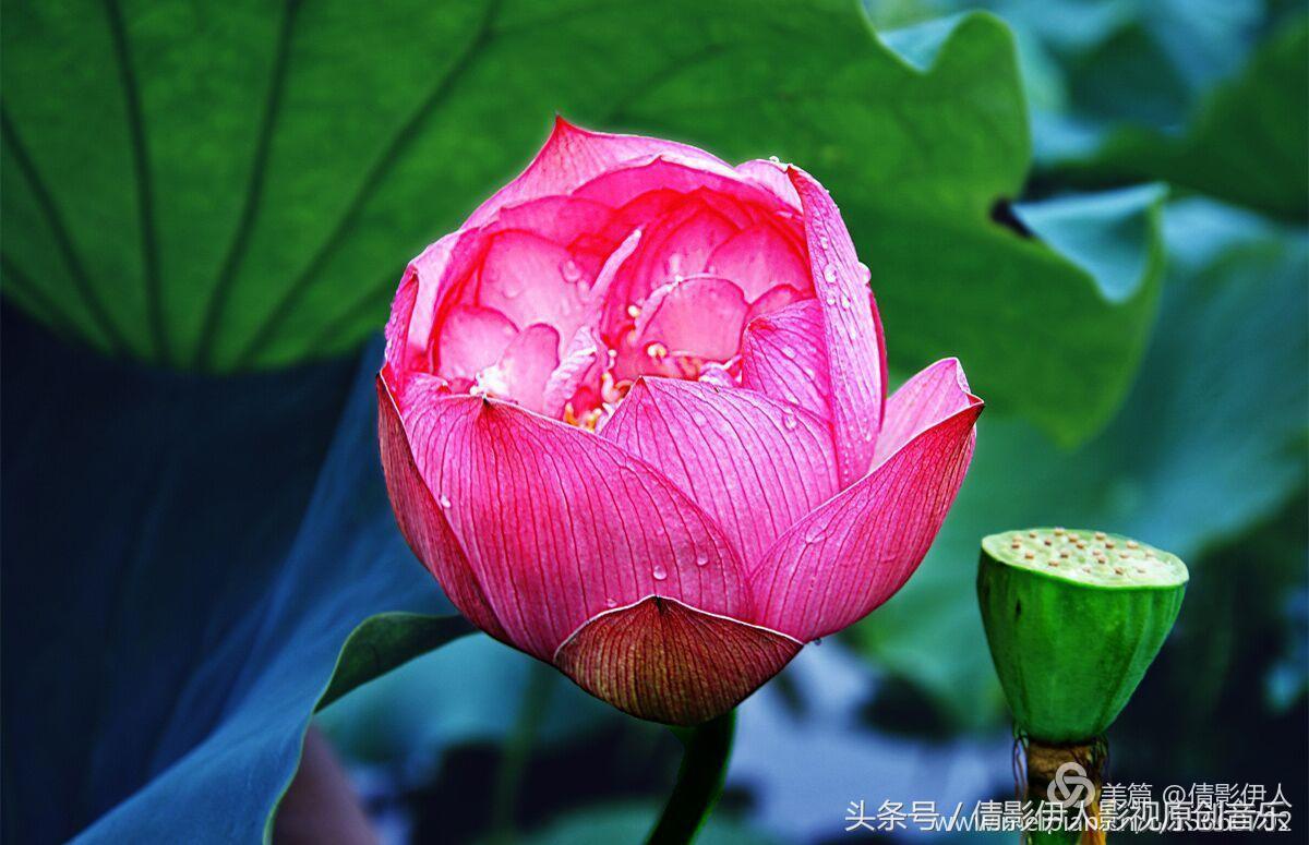 夏荷晕倒在海教官怀里,夏荷最美的十首诗